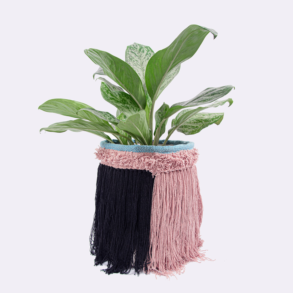 Plant Holder